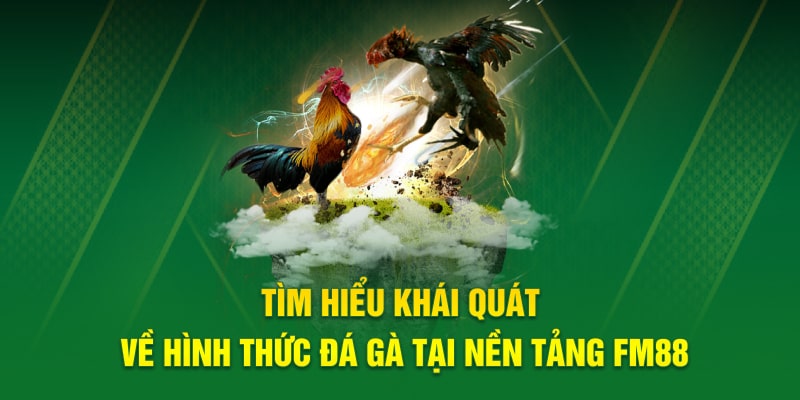 Đá gà FM88